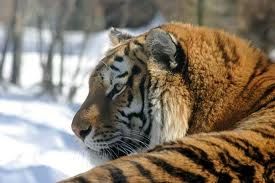 b.tigris.jpg